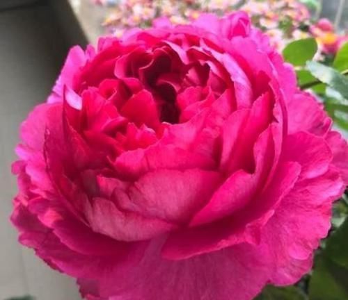 香水|4种花养阳台,旺财又镇宅,还能四季开花,花开不停歇,多彩多姿