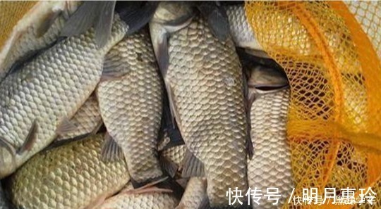 素饵|鲫鱼钓法全攻略,看到这篇的都钓爆护了!——盛世三渔