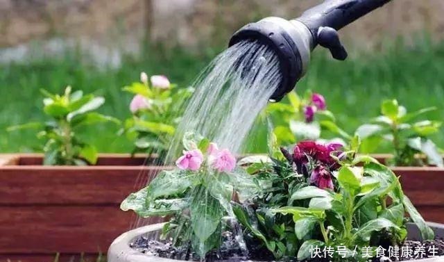 偷偷告诉你,高手养花必备“4个技巧”,养啥花都能“枝粗叶绿”!