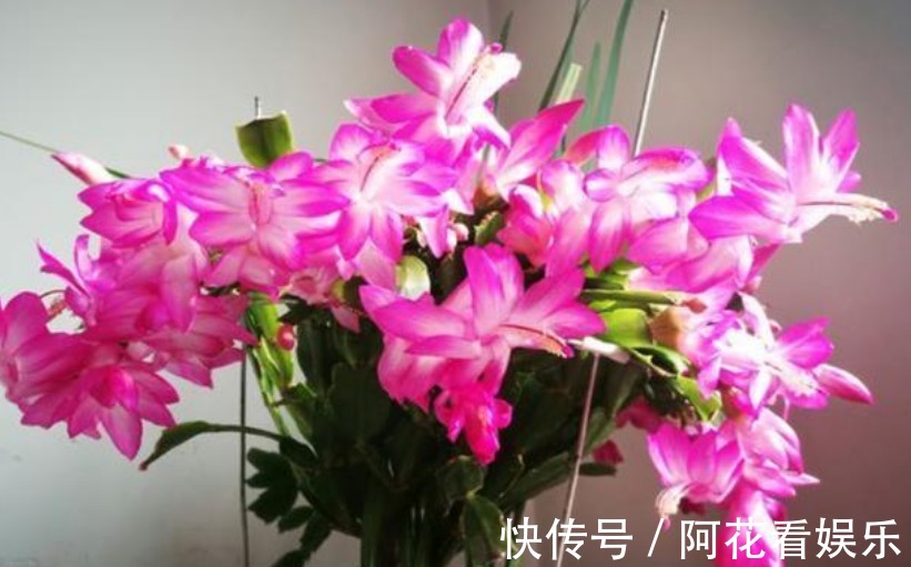 4种花,最适合养客厅,高贵优雅、上档次,开花还特漂亮!