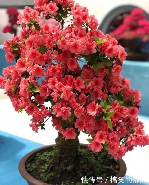 修剪|家里有这10种花,多修剪少浇水,能养成高价盆景