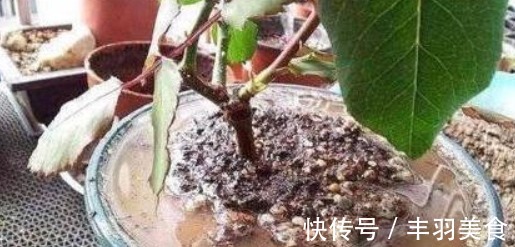 “2种料”兑水浇花，再硬的土，30天都变“松散”，太实用了