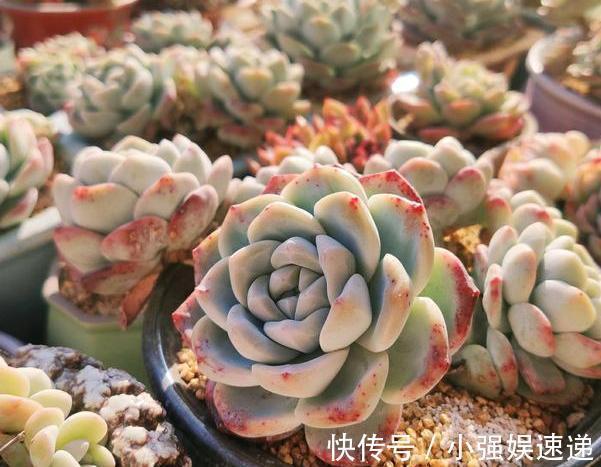多肉盆栽叶片有''这信号'',记得趁早换盆土,不然来不及抢救