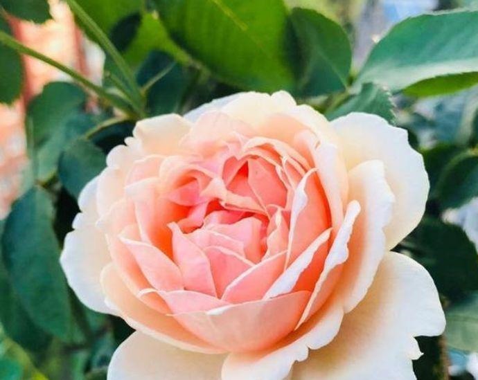 4种花深受花友的喜欢，开花爆盆很简单，绚丽多彩，美到让人窒息