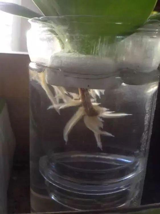 夏天这8种花不用买，叶子丢进花盆里，嗖嗖长白根