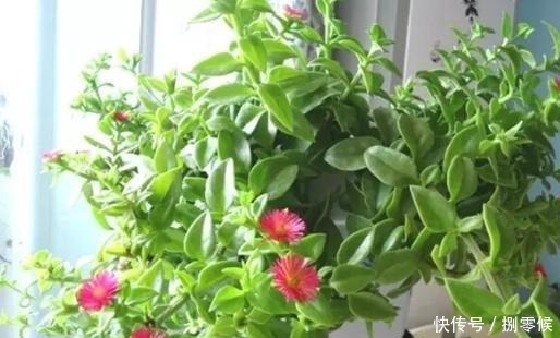 此吊兰不一般,能赏花,能当菜,一根枝插土里,轻松爆盆吃不完