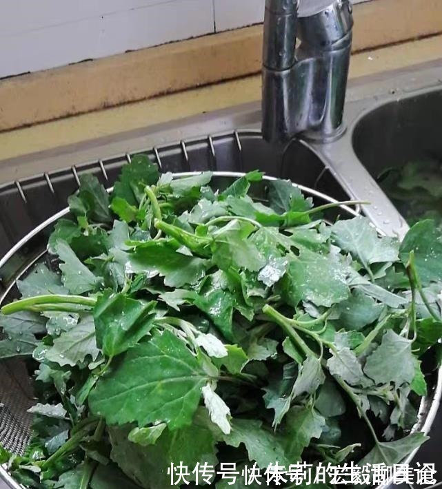 小馋猫|它是菜又是药,路边“补钙库”,钙是鸡肉的7倍,补钙质,长个头