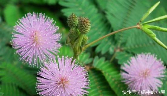 一品红|喜欢养花,此5类盆栽别轻易买回家,买错了后果严重