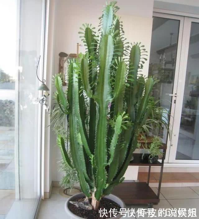 根系|寿命长的“3种花”,最喜欢用小盆栽种,盆越“小”长得越好