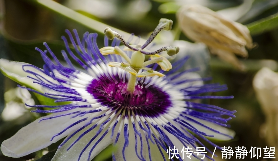 早上开晚上闭合的花叫什么