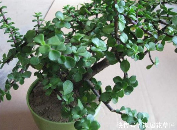 肥沃|想养好1盆“金枝玉叶”，需要注意3个基本步骤，才能更壮、更油绿