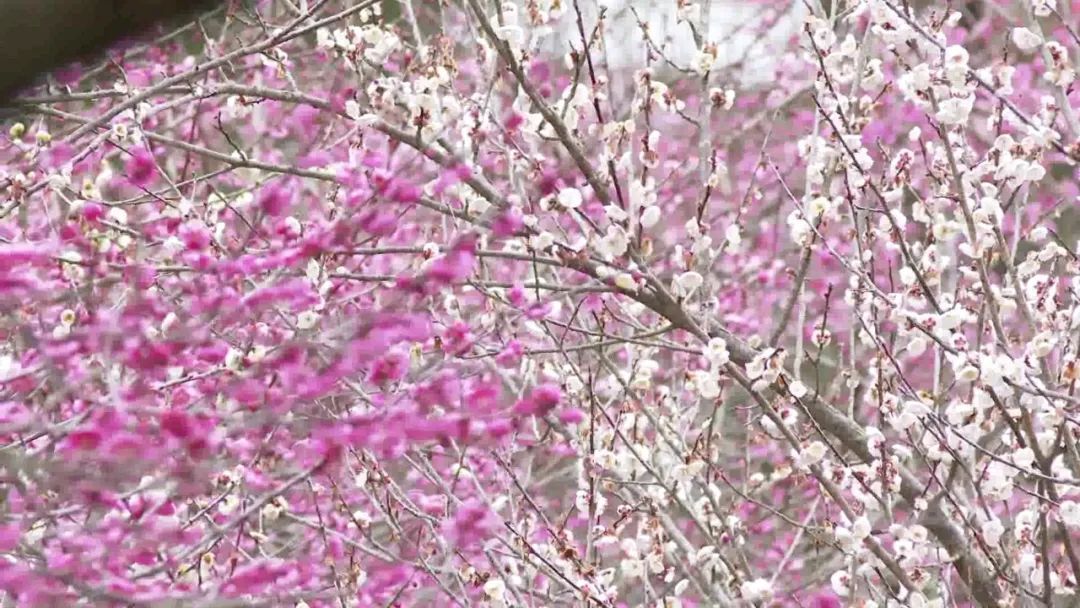 梅花|立春赏梅，太漂亮了！永嘉这里万株梅花盛放！