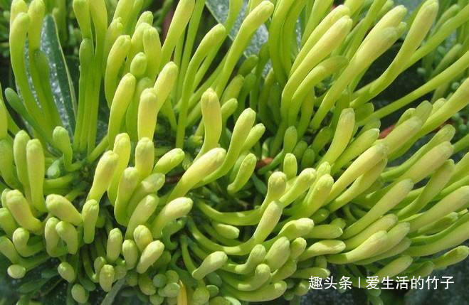 金银花和山银花的区别,认识一下,根据需要,可以区分就好