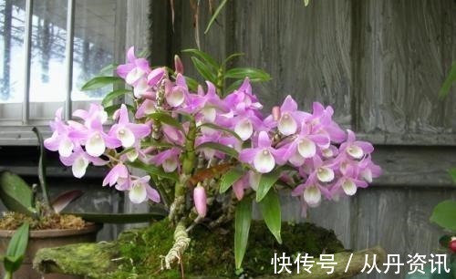 家里采光不好也能养花,这几种高颜值花,摆在阳台就能开爆