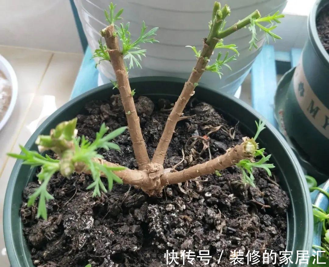 枝条|6种花别养老桩,越老越不开花,赶紧扦插备份