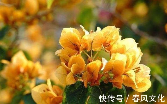 花卉|“精品三角梅”柠檬黄三角梅，花开爆盆成花树，庭院养花首选