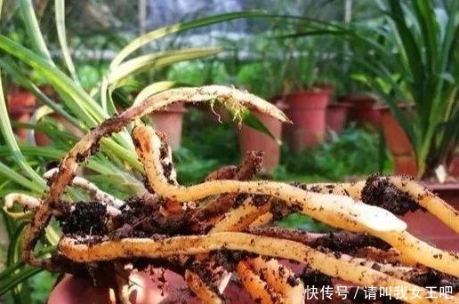 6种兰花,一开花香飘满屋,越养越值钱!6种兰花,一开花香飘满屋,越养越值钱!