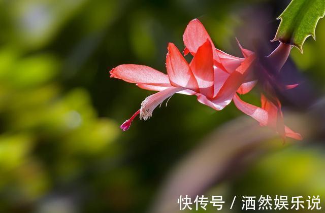 小花|秋季养蟹爪兰有技巧,摆放位置记住“口诀”,见到阳光就呼呼冒叶