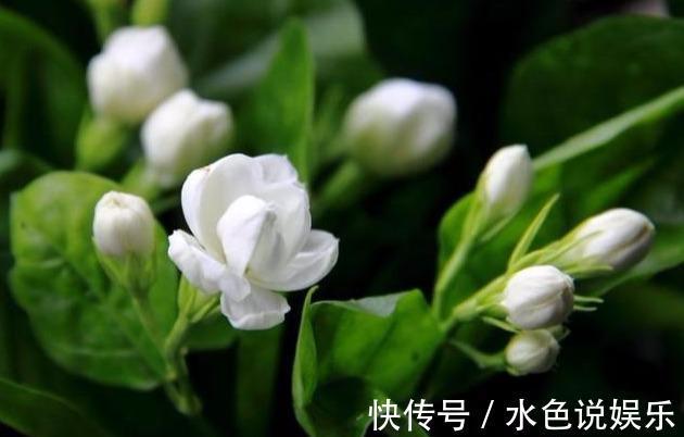 茉莉花|茉莉花的修剪时间特别重要，剪错了，植株开花少，很难再开爆