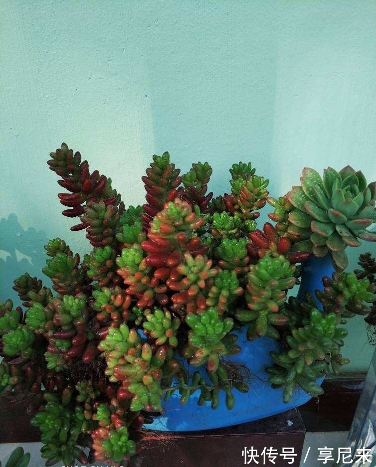 家里的垃圾别丢掉,拿来种多肉,省下一大笔钱
