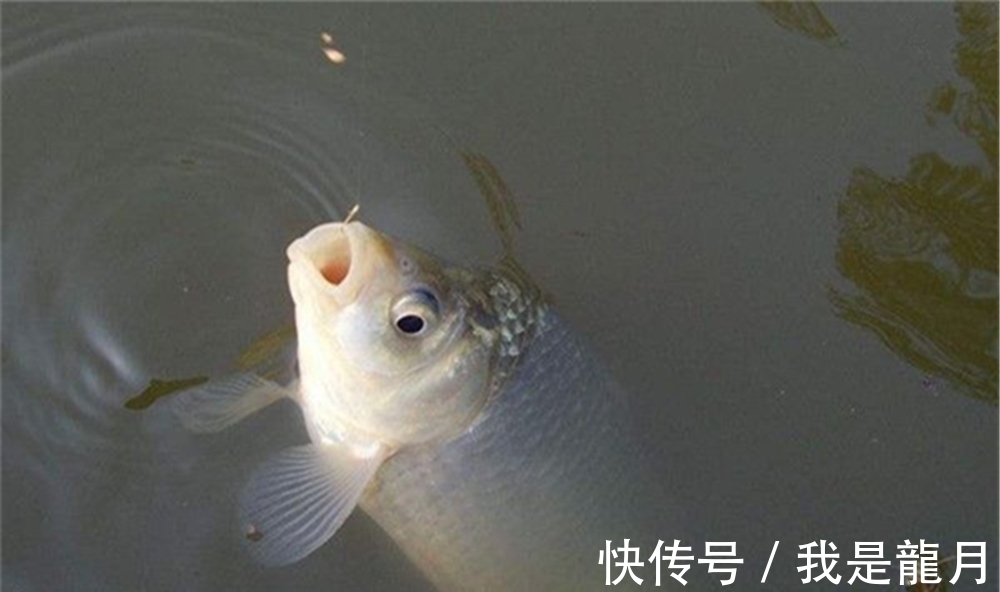 鲫鱼|冬钓鲫鱼,子线的长短影响了渔获,选择不当,中鱼率会大幅度下降