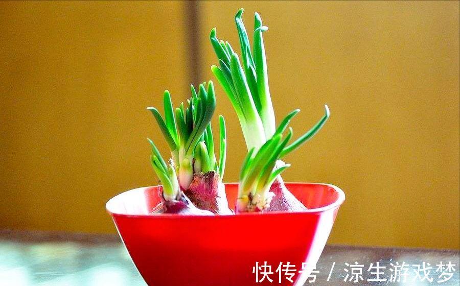 9种蔬菜根别扔掉,15天变盆景,吃不完就留着欣赏