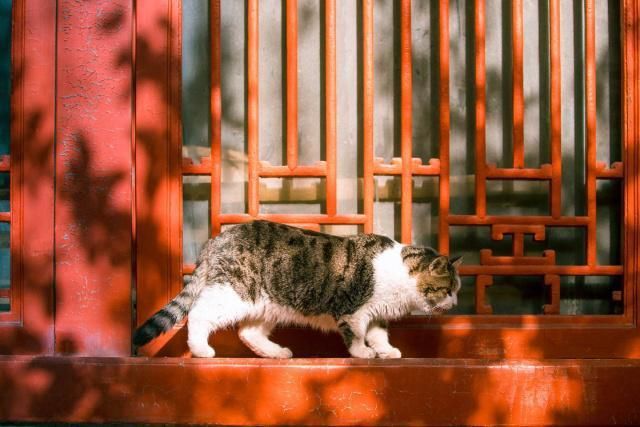 老年|故宫里的猫被称为皇家御猫，原来这些猫的来历不简单