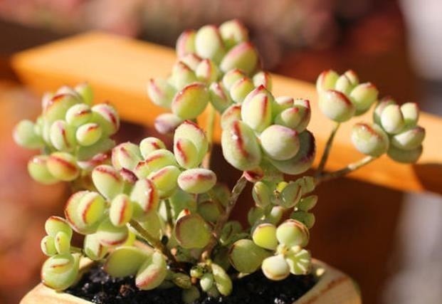 凝脂莲|刚开始种多肉选8种,好养且自带“体香”,而且颜值非常高!