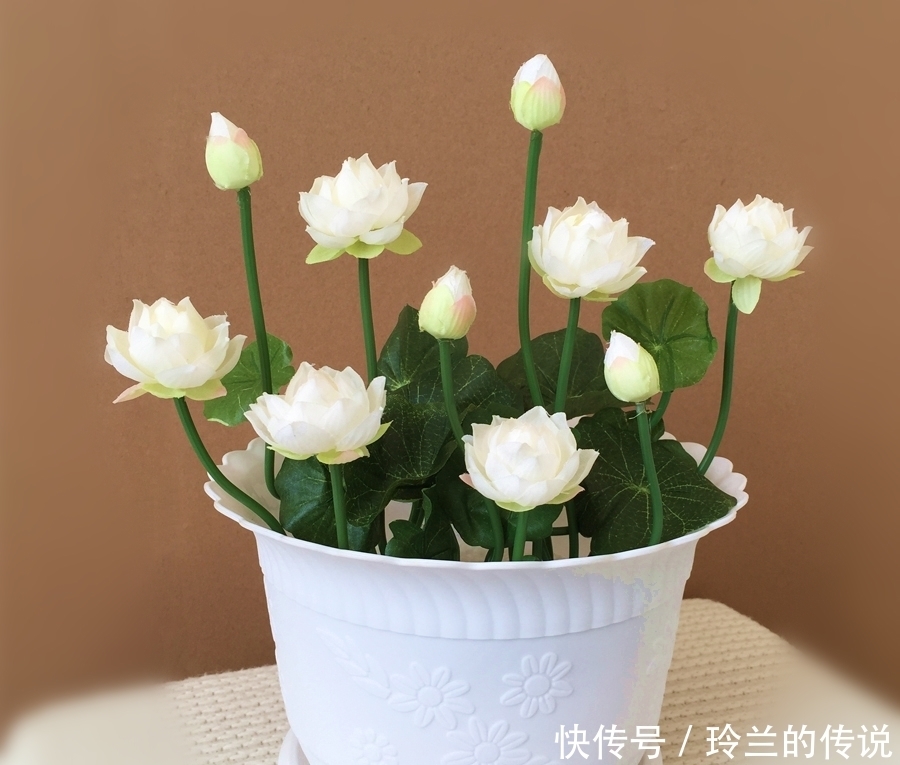 月季养了大半年还不开花?老园丁的1绝招,一年四季花开到爆盆