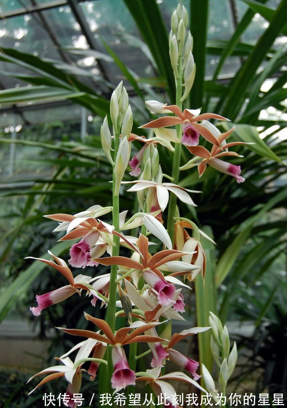 兰花的四个“大误区”,看似有道理,实则很陷阱,别被人忽悠了