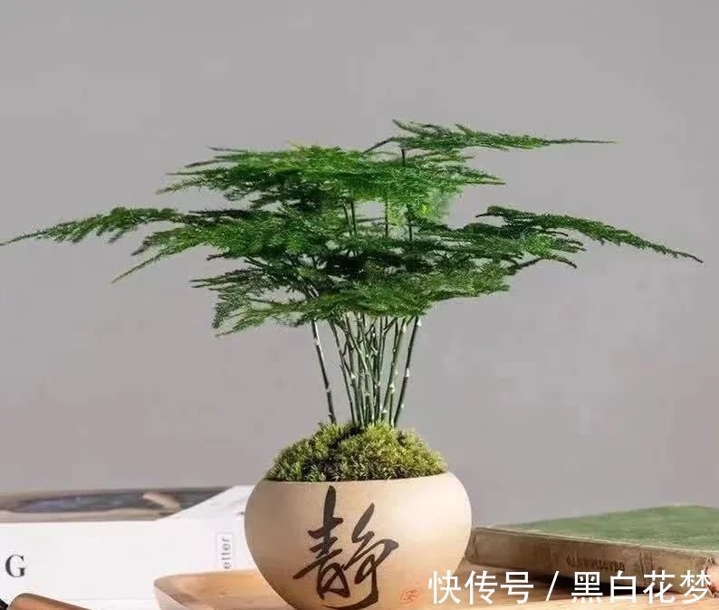 风水|五种小盆栽，耐阴又好养，办公室养几盆，增财运，旺事业