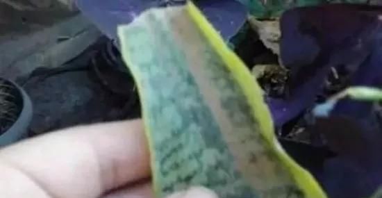 养花爱好者看过来这15种花现在“扦插”,生根快,一个周就长芽