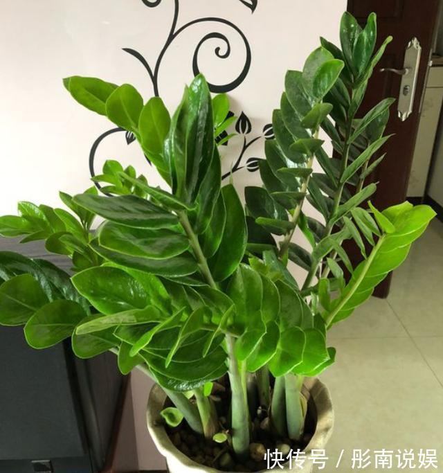 金钱树养不好掌握“2点”，叶片绿得滴油，盆里全是“大土豆”