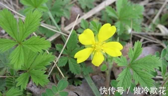 委陵菜|农村满地生的一种野草,它是天然好药材少人知,若见到还请保护好