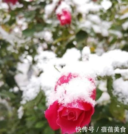 初冬月季养护,南北大不同,看看你做对了没