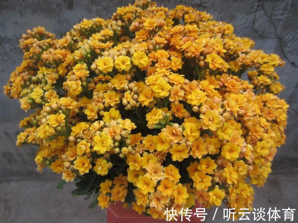 红掌|7种“吉利花”,家里养一盆,顺顺当当又漂亮,养人又旺家