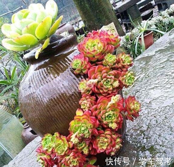 多肉皱巴巴，浇水也不活教你4招，养的圆滚滚，红扑扑！