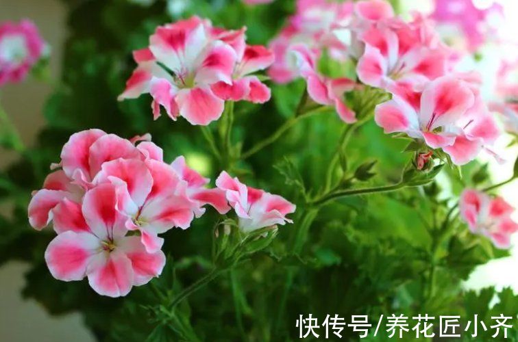 天竺葵|6种盆栽“开花机器”价格低，几块钱就能买到，家养也能持续开花