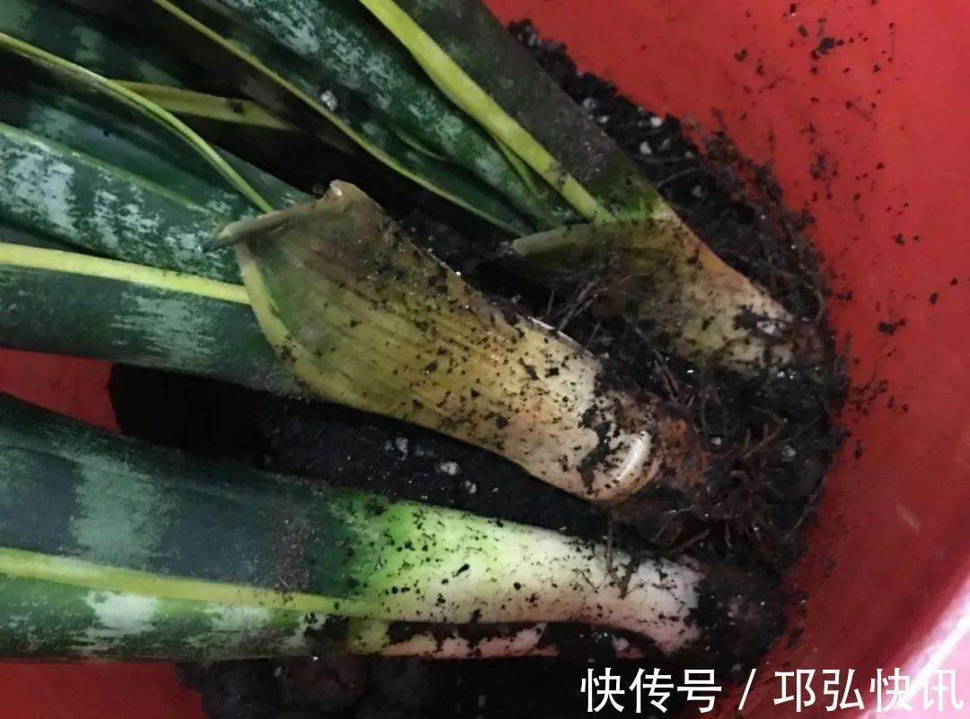 出现4种情况，植物离烂根不远了，及时处理