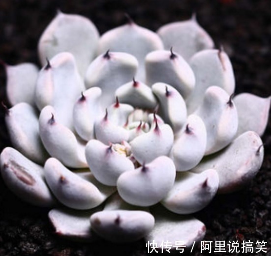 技巧|精挑细选32种多肉植物，1分钟掌握养护技巧，非常实用