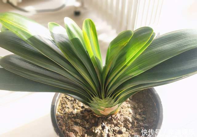 君子兰分“公母”?满足三要素,叶片青翠如折扇,清香宜人小半年