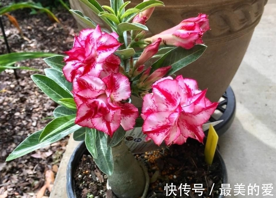 刘叔天冷沉迷养沙漠玫瑰,经常一两个月不浇水,却一点事都没有