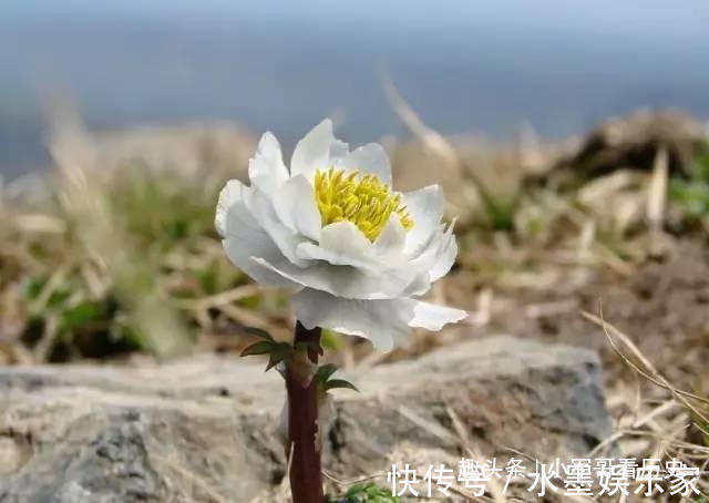 天山雪莲|此花是世上最冷漠的花，有着雪一样洁白的外表，被誉为寂寞之花