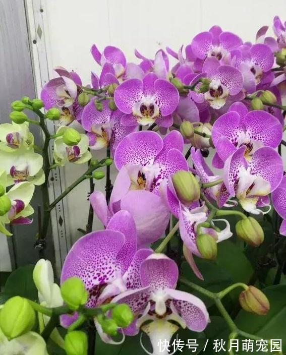 秋天|秋天养“6种花”就不可以多浇水,不然容易黄叶烂根,开花更是难