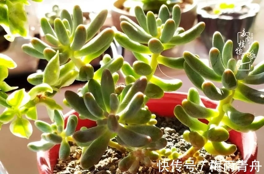 爱上多肉:何须浅碧轻红,自是花中一流!