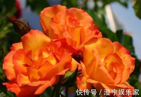 喜欢养玫瑰,不如养“精品玫瑰”宠爱小姐,色泽光亮,甚是美艳!