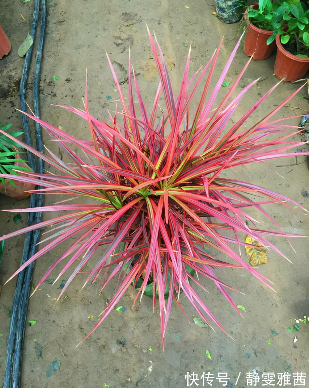 盘点5种小众网红花,好看又有特点,值得入手