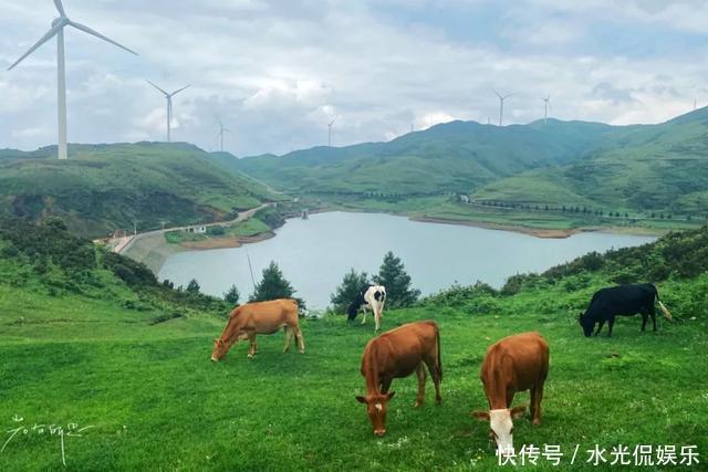 避暑胜地！“地无三尺平”的贵州，藏着一个大草原和一种传奇野果