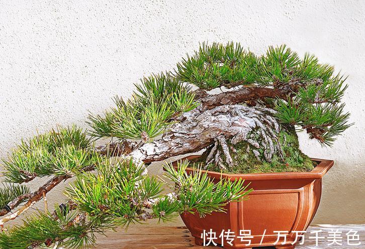 盆景|黑松盆景枝干横展，树冠如伞盖，针叶浓绿，四季常青，树姿古雅