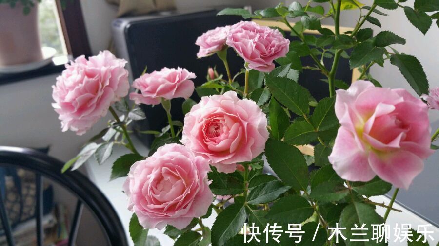 喜欢养花,不如养盆荷包花,其花朵奇特美丽,红花翠叶